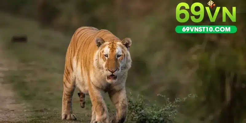 Khi bạn mơ về hổ vàng thì có nghĩa là các điều thuận lợi đang xảy ra