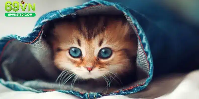 Một số trường hợp của giấc mơ thấy mèo dành cho bạn