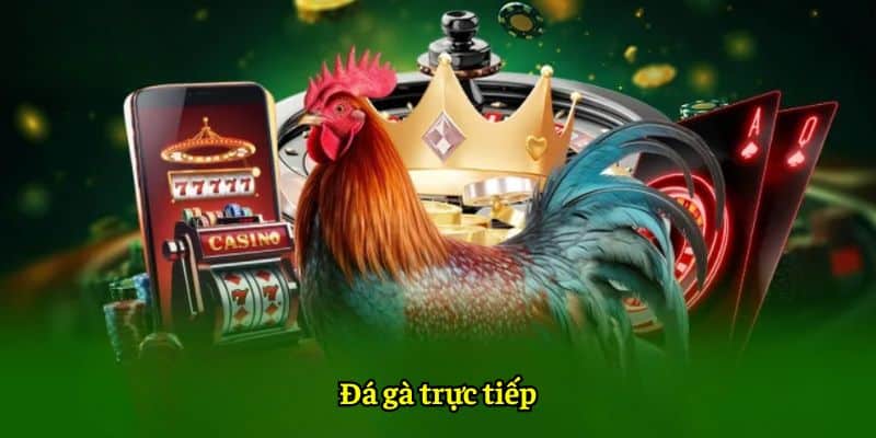 Đá gà trực tiếp